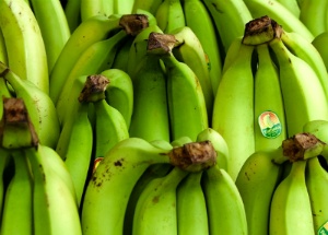 바나나 갈변방지 오래 보관하는 방법