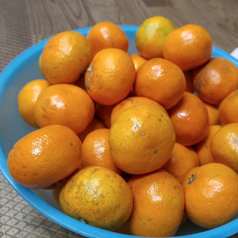 Perfect effect of winter season fruit mandarin orange