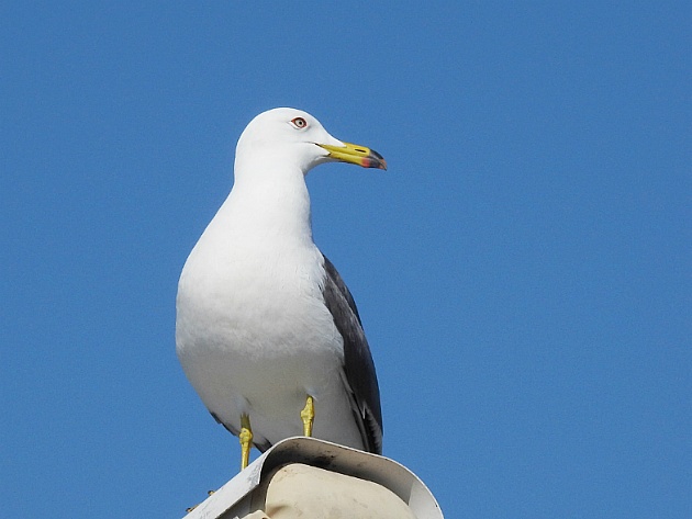 [갈매기과] 갈매기(black-tailed gull)