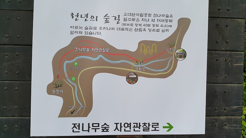 [강원 여행] 오대산 월정사 전나무숲길..'텅빈 충만' '몸과마음의 힐링명소'