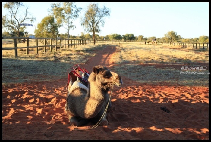 호주여행 낙타체험  낙타와친해지는시간 궁금하신가요
