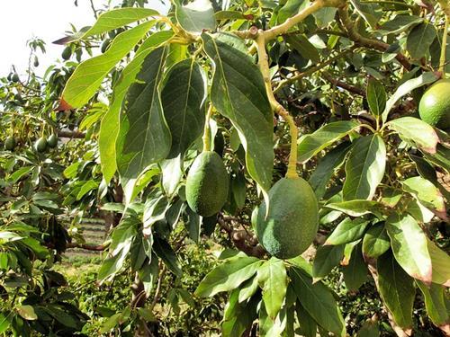 아보카도오일을 생산하는 아보카도(Avocado Tree)