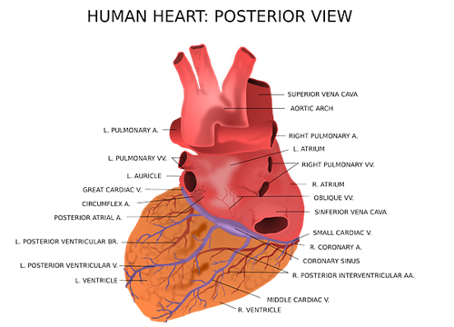 협심증 심근경색은 동맥경화 처럼 동맥이 좁아지거나 막혀 발병