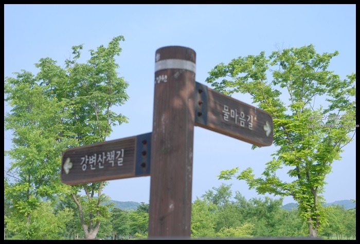 서울근교가볼만한곳 남양주 운길산역앞 물의정원 꽃양귀비 물결
