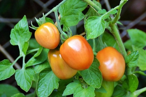 “토마토”보다 효능이 더 좋은 “방울토마토”