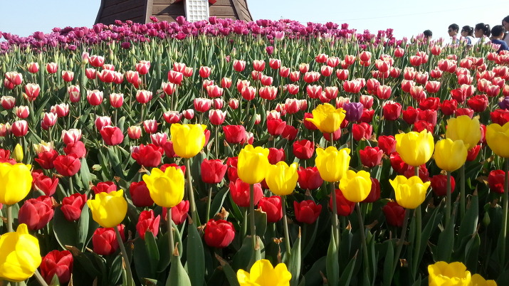 [주말여행, 봄 나들이] 2013 평택 꽃나들이 축제 - 평택 농업기술센터 / 경기도 평택 가볼만한 곳