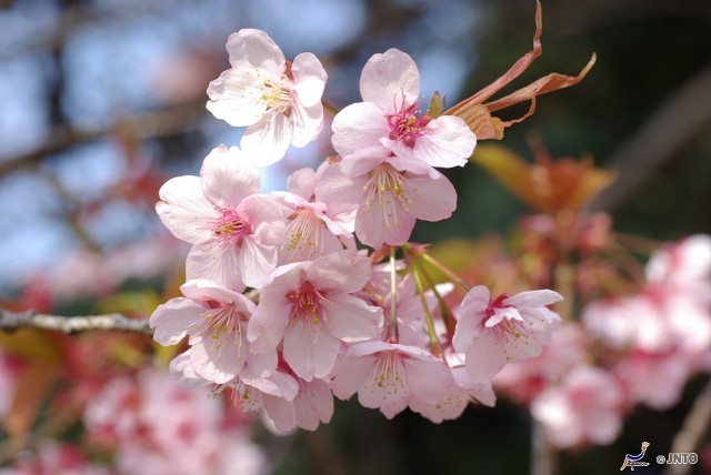 일본 벚꽃여행 언제가는게? 벚꽃 개화시기