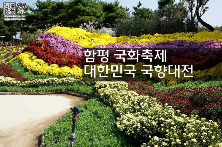2014 함평 국화축제 대한민국 국향대전 in 함평엑스포공원