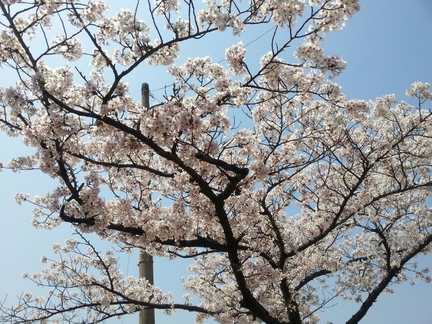 [경남 진해 여행] 벚꽃축제 진해 군항제