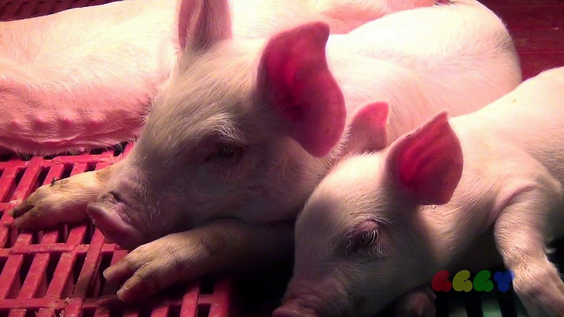 돼지꿈해몽 다양한 돼지꿈에 관한 이야기