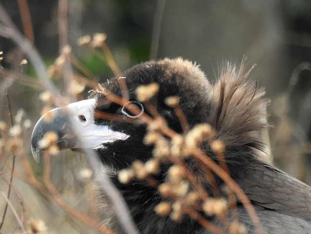 [수리과] 독수리(Cinereus Vulture)