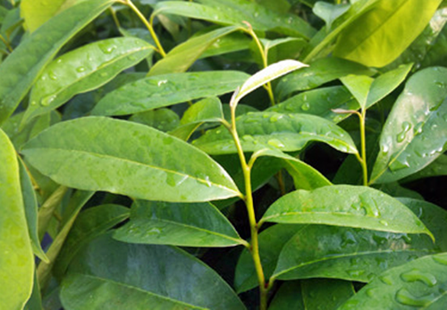 그라비올라(Graviola)의  열매 사우어솝(Soursop)과 잎 효능