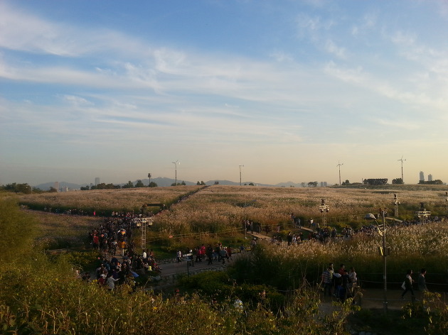 서울 하늘공원 억새축제 방문, 가을의 정취를 만끽하다