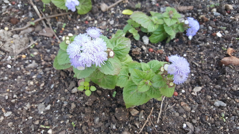 불로화 Ageratum, Flossflower, 멕시코 엉겅퀴 효능, 불로초, 아게라텀, 아게라툼, 풀솜꽃