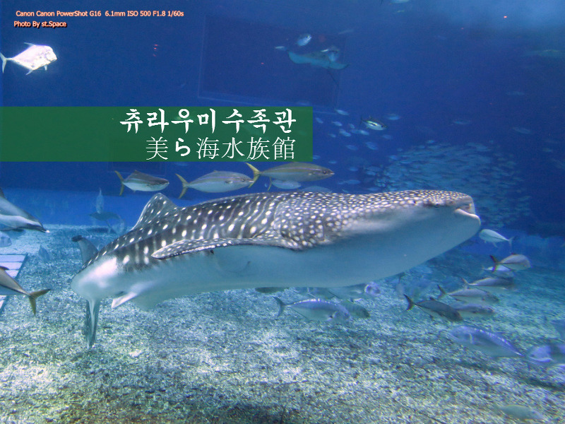 오키나와여행 필수 코스 츄라우미 수족관 - 고래상어와 만타가오리가 있는 수족관