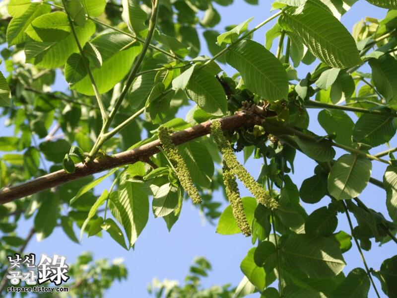 [ 호두나무 꽃 (수꽃), 열매 ] 암수 한나무 추자나무