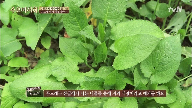 수요미식회 곤드레밥 메밀막국수 강타출연 - 메밀촌막국수