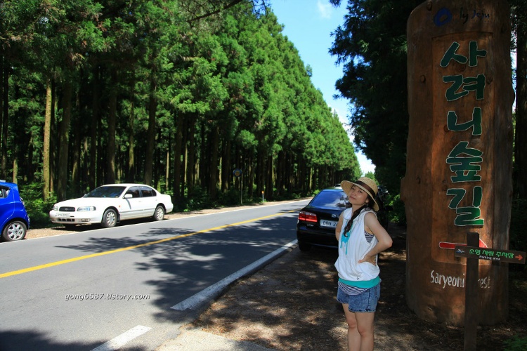 삼나무 숲 도로를 달리다...