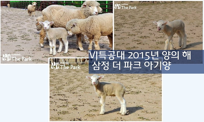 VJ특공대 1월2일 744회 부산삼정 더파크 아기양 -웰컴 2015! 을미년 양 이야기
