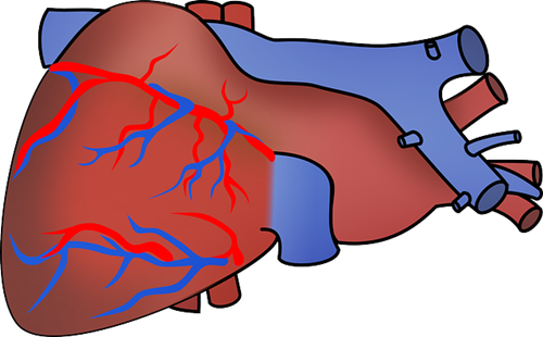 협심증과 심근경색은 혈관 동맥경화가 원인
