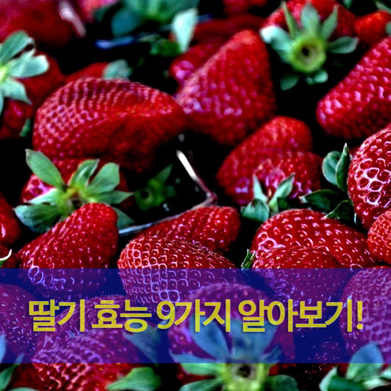 딸기효능 9가지 및 영양소 알아보기!