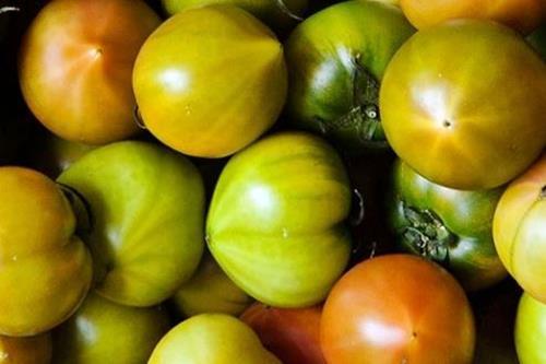 대저 짭짤이 토마토의 불확실한 미래