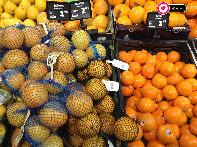 [네덜란드] 마트에서 흔히 사먹을 수 있는 오렌지 종류