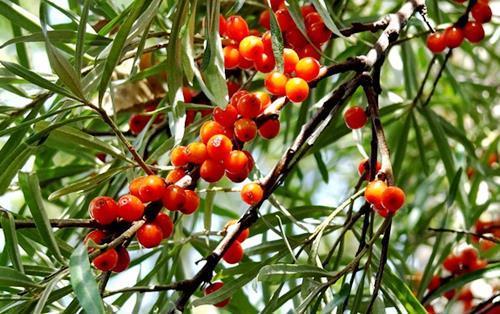 비타민나무 열매 가루 분말의 항염 효능