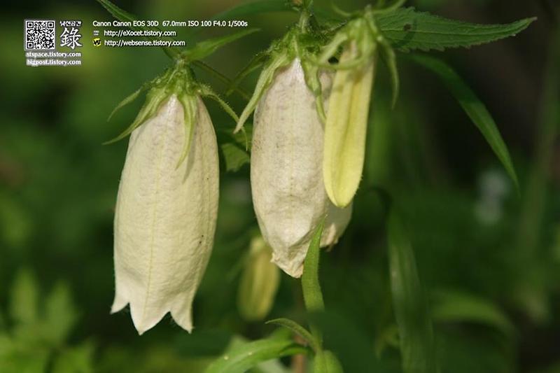 초롱꽃(자반풍령초), Campanula punctata Lam. 초롱같이 생겨서 초롱꽃 여름에 피는 꽃. 나물로 먹을 수 있다.