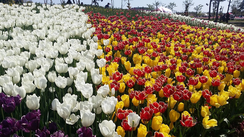 태안 튤립 축제(꽃 축제) 다녀왔어요.