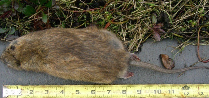 '서아프리카 대형 쥐' 찾다가 찾은 노르웨이 쥐, 스웨덴 쥐