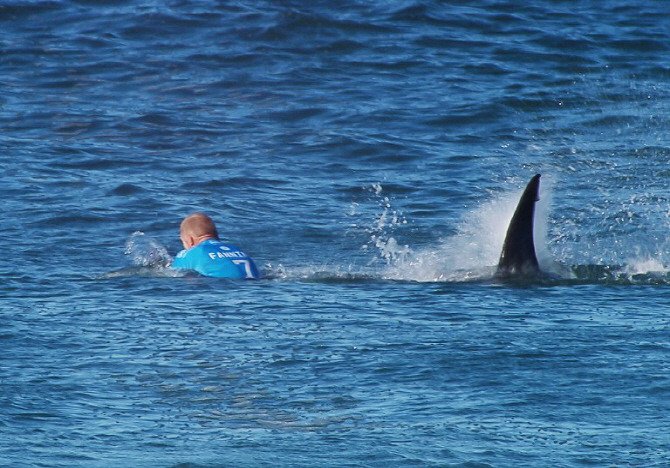 진짜 죠스가 나타났다! 상어 공격 싸운 호주 서핑선수 화재