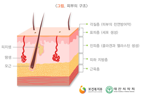 피부의 구조 (표피, 진피, 피하 지방층, 근육층, 피지샘, 땀샘, 모근, 세포, 천연방어막)