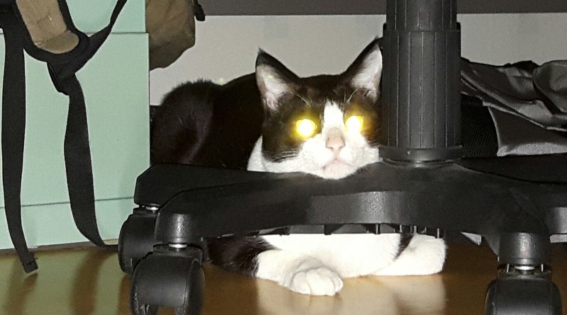 눈에서 불나오는 고양이