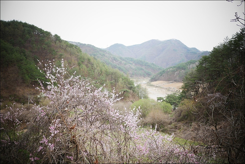 봄은 오구 강물은 흘러가고 도연산당 봄 휴식중