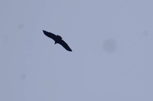 [독수리과] 독수리(Cinereous Vulture)