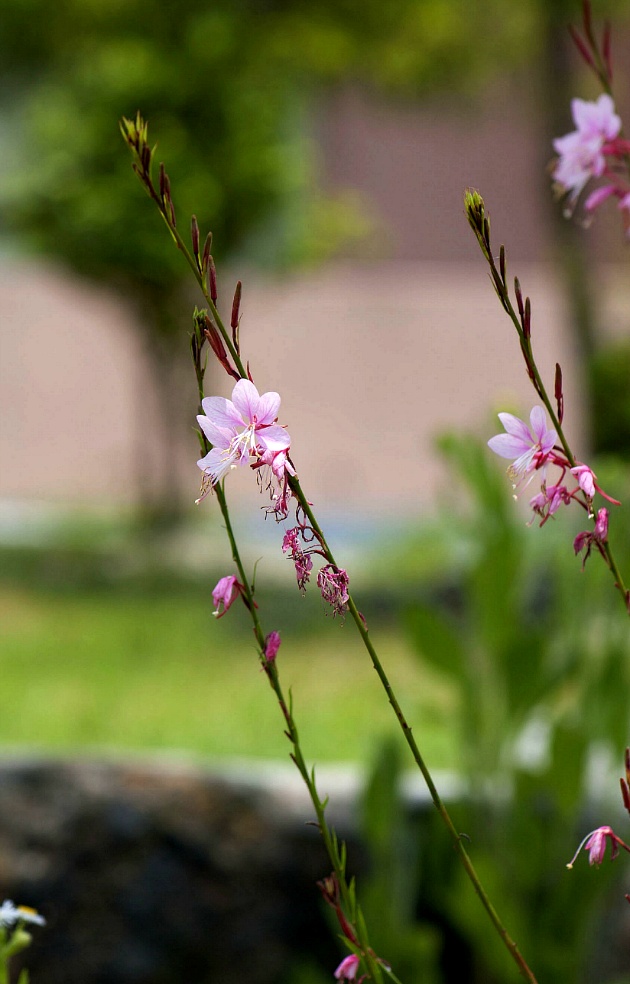 나비바늘꽃, 가우라, 홍접초(바늘꽃과)