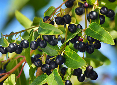 마키베리(maqui berry) 성분과 효능