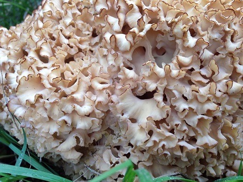 꽃송이버섯의 베타글루칸 성분과 효능