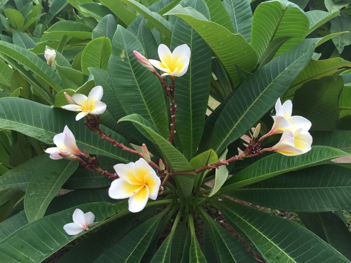 단순하지만 아름다운 꽃, 프랜지파니(Frangipani) 사진