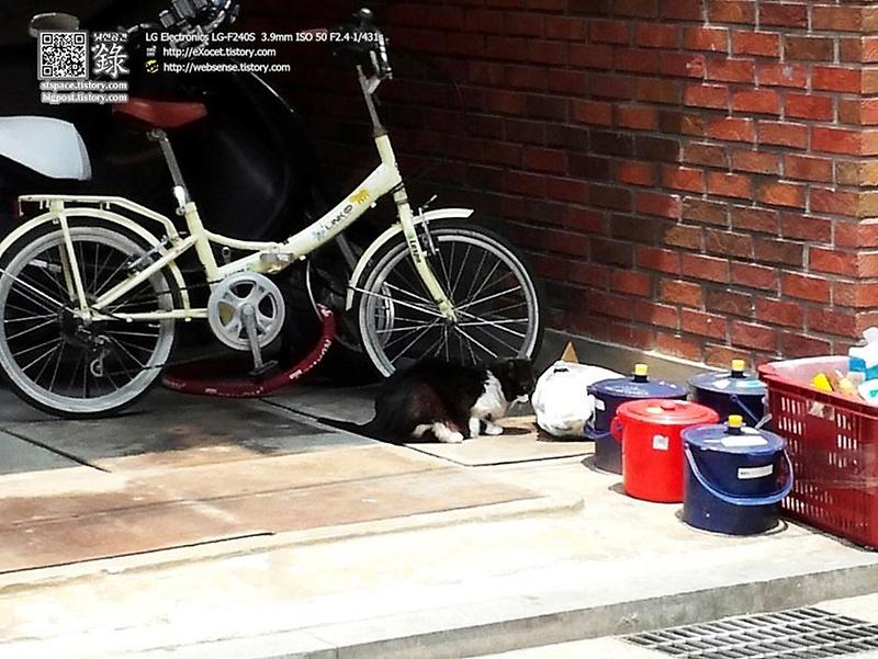 쓰레기종량제 봉투의 음식물 쓰레기를 뒤지는 길 고양이