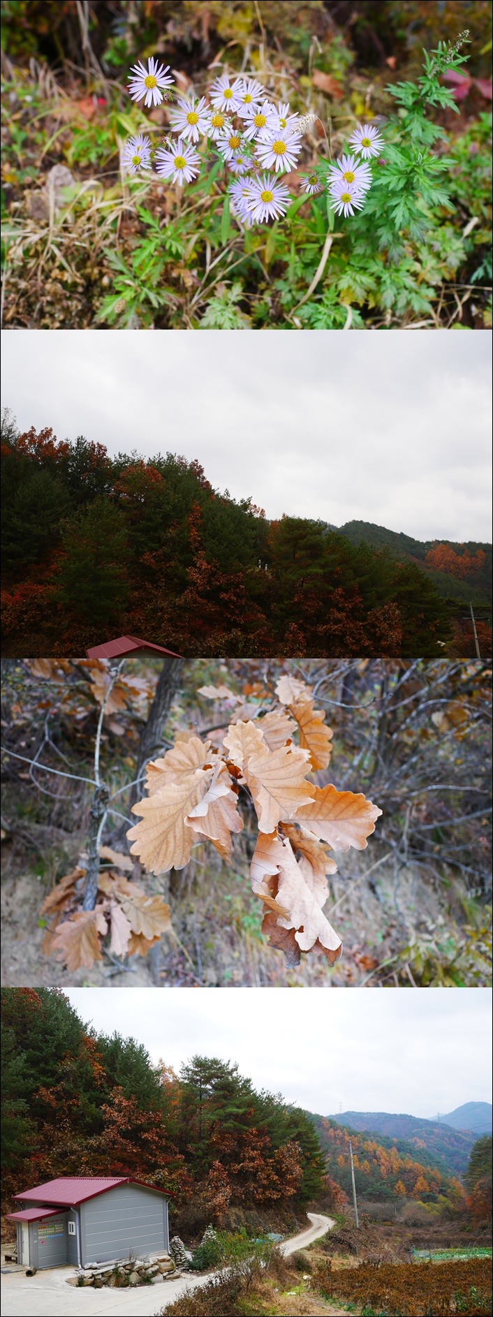 영주점집 봉화 도연산당 가을이 지나 간다