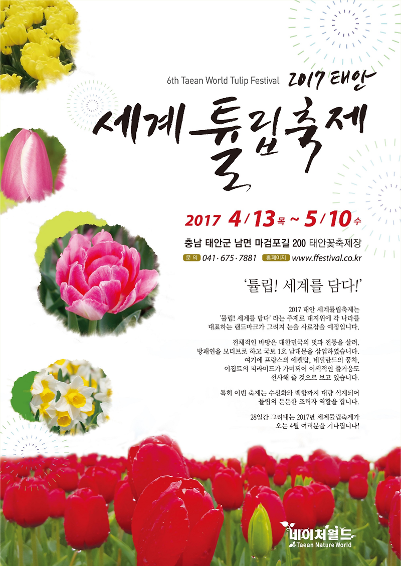 2017 충남 태안 세계 튤립축제시작 4월13일~5월10일