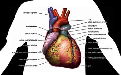 심장질환 일종인 부정맥은 심장이 비정상적으로