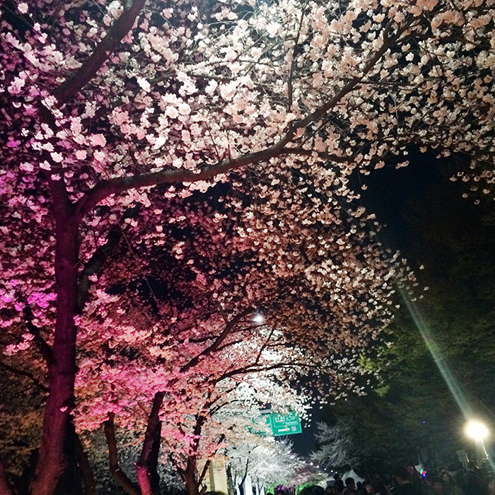 2015 여의도 벚꽃 축제