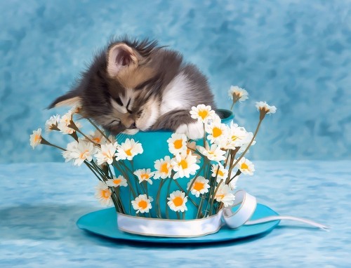 새끼 고양이 배경화면, 바탕화면, 컵, 꽃, 사진