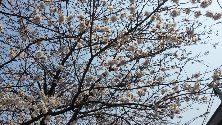 [당일치기 여행, 봄나들이] 여의도 한강공원 - 2013년 여의도 벚꽃축제 / 서울 여의도 가볼만한 곳