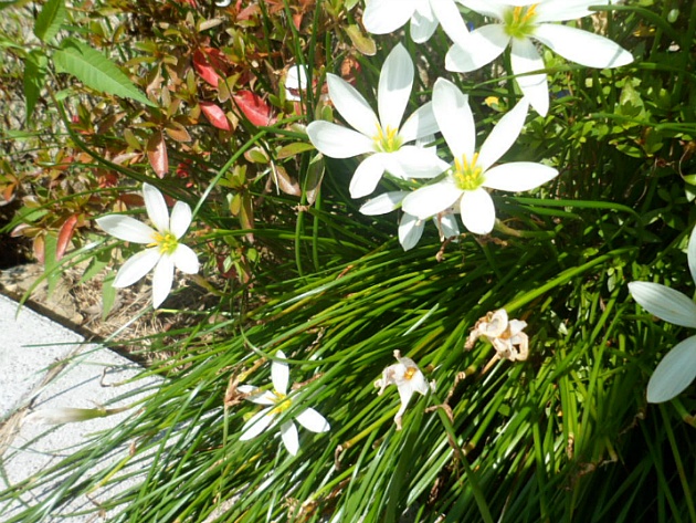 흰꽃나도사프란(수선화과)