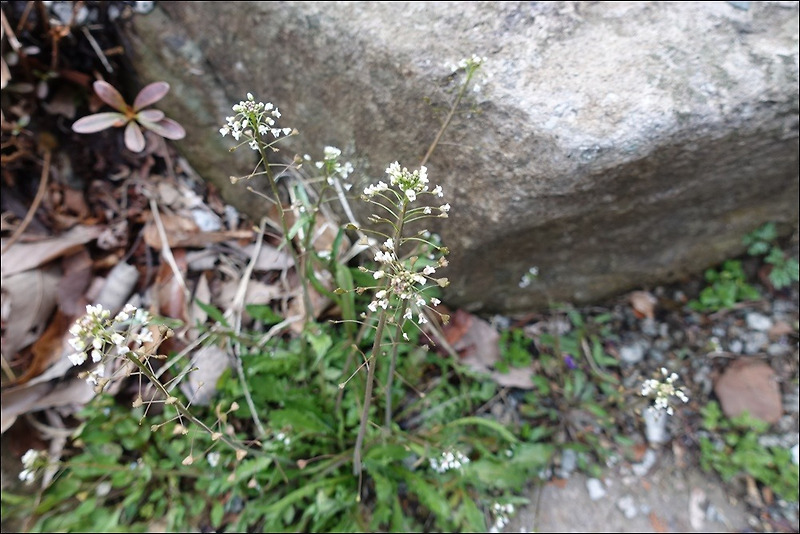 도연산당 회문산 기도발원 다녀오다