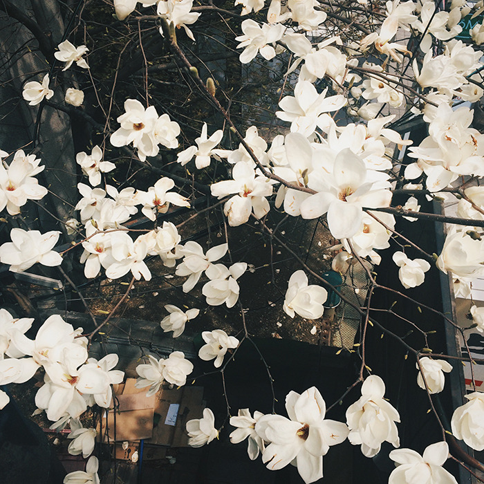 2015 봄, 꽃